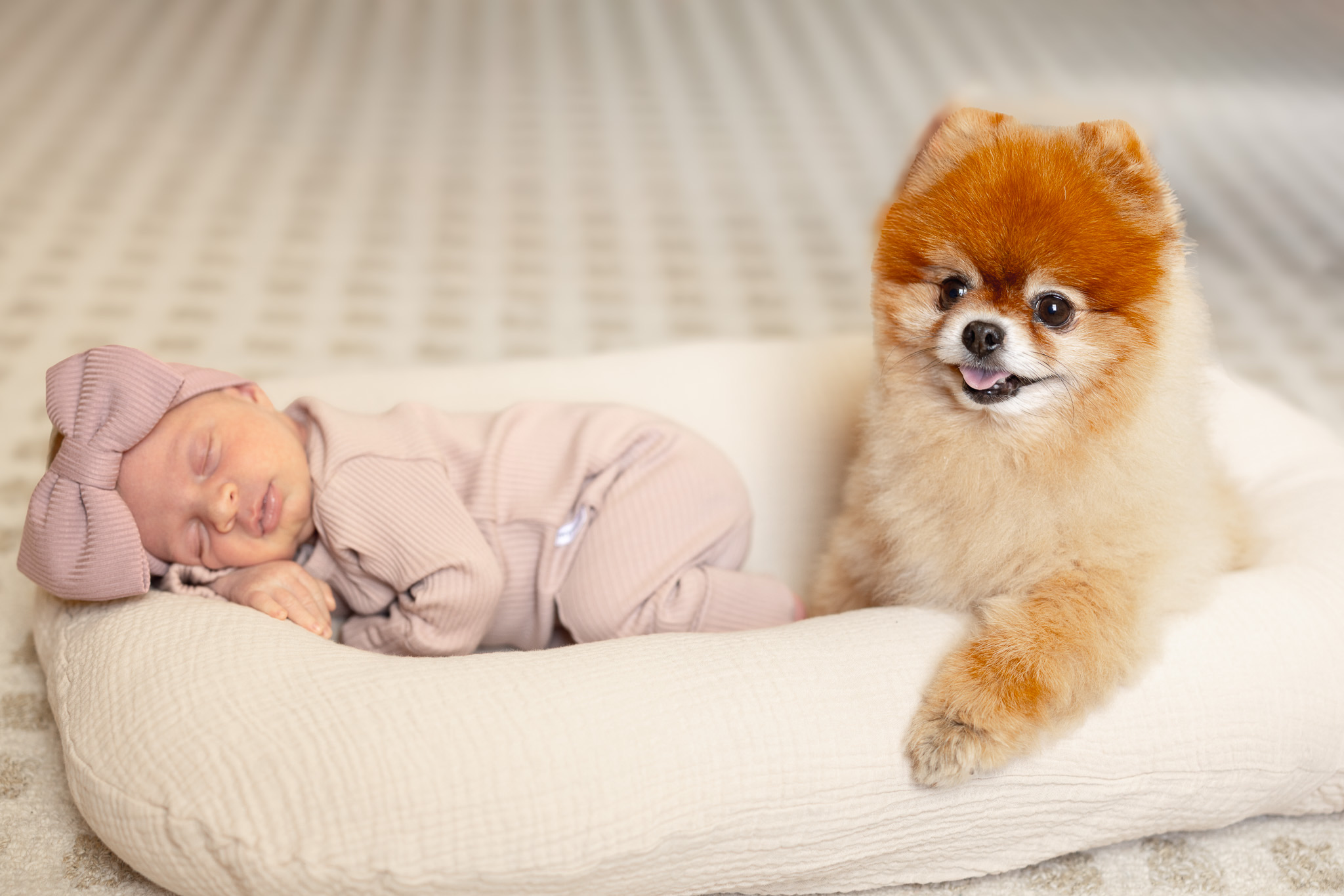 Sleeping newborn in a pink knit outfit and bow, lying beside the family Pomeranian